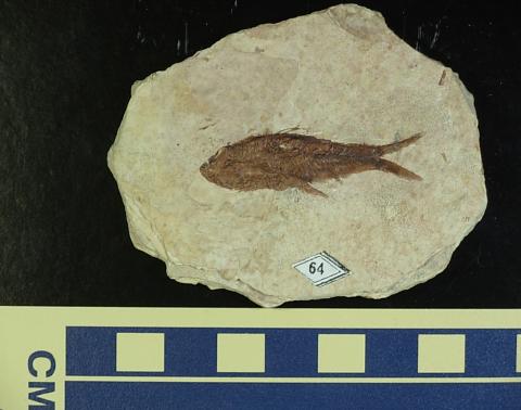 貝 化石 FL038 Scallop Fossils – QR Learning Platform