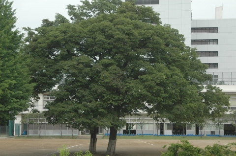 校庭にある木々もミュージアムの一部と考えています。